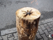 Železnorudské slavnosti 2012